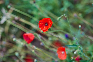 Wall Mural - gardening, botany and flora concept - beautiful poppy flowers in summer garden