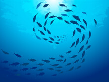 School Of Fish Swimming Under Water Of Sea. School Tuna Fish Swims In Underwater	