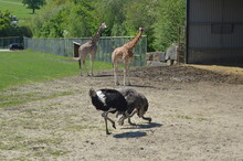 Giraffes And Emus And Ostrich Outside Walking And Eating