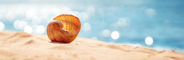 Fototapete - Shell on the sand of the sea beach in summer