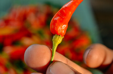 Wall Mural - thai red chili recipe for making thai food