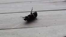 Coconut Rhinoceros Beetle Trying To Turn Over Itself On Wooden Flooring