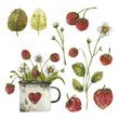 Natural elements, collection of hand drawn watercolor illustrations of wild strawberry plants. Flowers, berries, grass and a cup - elements isolated on a white background.