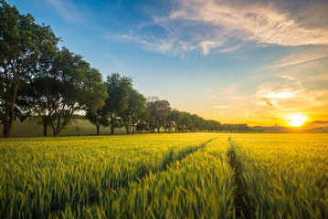 Ripe golden wheat field with path at the sunset time in Pannonhalma, Hungary