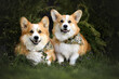 two adorable red corgi dogs in bandanas posing together outdoors in summer