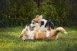 two corgi puppies playing on grass in summer