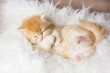 Cute red baby kitten sleeps on a furry white ,lying on his back on a fur blanket