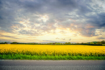 Wall Mural - Yellow canola field in the sunset