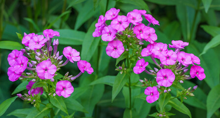 Wall Mural - Purple flame flowers of garden phlox (Phlox paniculata). Flowering pink phlox in the summer garden. Close-up selective focus. Copy space