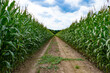 Leinwandbild Motiv dirt path among green corn field countryside