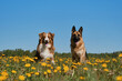 Two purebred domestic dogs among wild flowers. German and Australian Shepherd sit side by side in field of yellow dandelions on sunny spring day and pose.