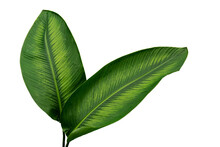 More Beautiful Exotic Tropical Leaves, Isolated Leaf Background.clipping Path