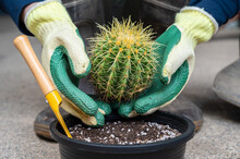 Farmer Hands In Protective Gloves Plant A Golden Barrel Cactus In Flower Pot.