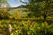 verwilderte Pfingstrosenfelder mit wild wachsenden Orchideen ( Purpur-Knabenkraut) im Gleistal bei Jena in Thüringen - Paeonia und Orchis purpurea - Blick auf das Dorf Löberschütz