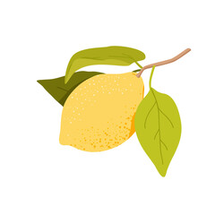 Whole lemon fruit with plant leaves. Fresh raw exotic lime, evergreen citrus tree, soar and juicy fruit, rich in vitamin c, lemonade drink, citric acid vector illustration