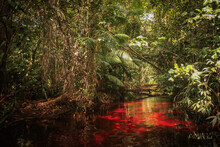 Iracoubo, French Guiana Crique Morpio Is A Stream Of Water In The Amazon Jungle Where The River Appears Red Due To High Levels Of Iron In The Soil.