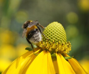 Canvas Print - bee on flower