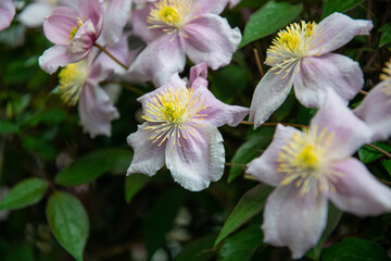 Wall Mural - Pink clematis in the spring garden