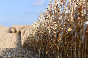 Wall Mural - Detail of corn field at harvesting time in autumn. Selective focus.