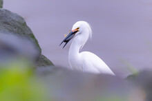 Snowy Egret Snapping Up A Blue Gill Fish. Egretta Thula. Bird With Fish.