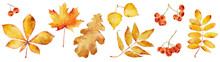 Set Of Watercolor Autumn Leaves Isolated On White Background.