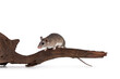 Cute Cairo spiny mouse aka acomys cahirinus, sitting on dried wooden branch. Isolated on a white background.