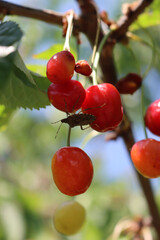 Wall Mural - Brown Marmorated shield bug on red cherry fruits on branches. Halyomorpha halys insect in the orchard