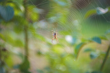 a large spider sits in a web