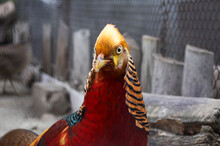 Golden Red Pheasant Bird. Chrysolophus Pictus.