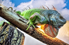 A Big Iguana Lizard Sitting On A Tree.