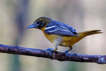 close up portrait of an adult female baltimore oriole (icterus galbula) perched on a tree branch dur