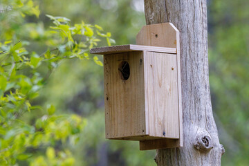 Handmade songbird nesting box attached to dead tree during spring. Selective focus, background blur and foreground blur  
