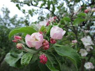 pink rose bush