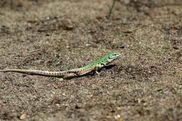 lizard,reptile, animal, nature, green, wildlife,