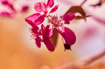 blooming apple tree in the botanical garden. pink flowers on tree branches. walks in the open air. s