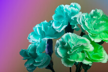 Neon Mint Green Toned Dahlia Flowers, Top View Wallpaper Background. Abstract Trendy Neon Blue Green Flowers Backdrop, Copy Space
