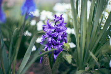 photo of muscari blue spring flowers.