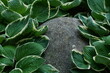 canvas print picture - Garten Gestaltung und Design, Stein Skulptur und Bepflanzung mit bodendeckenden Pflanzen, Funkien