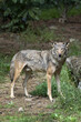 Male Red Wolf (Canis rufus) in forest
