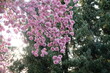 FU 2020-04-16 Kirsch 117 Am Baum wachsen rosa Blüten