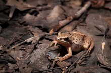 Western Chorus Frog Macro Portrait 