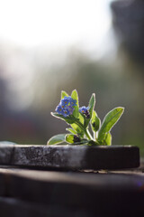 Wall Mural - forget-me-not flower, scorpion grasses flower