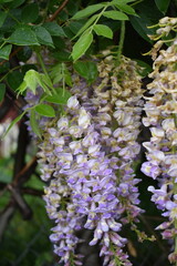 Canvas Print - Wisteria Flowers