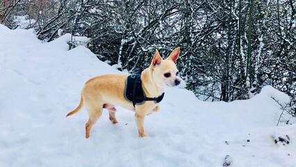 Chihuahua dans la neige