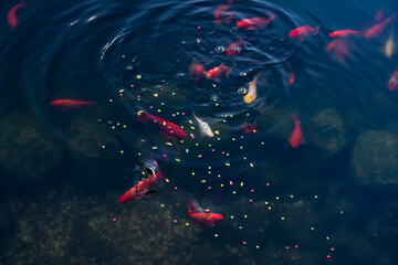 Ryby pływające w oczku wodnym, Ryby w czasie karmienia, Ryby przy tafli wody,  Fish floating in the pond, Fish during feeding, Fish near the water surface,