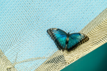 Morpho peleides falling on a cotton net