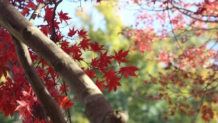 Wall Mural - autumn foliage of Japanese maple tree