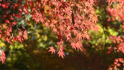 Wall Mural - autumn foliage of Japanese maple tree