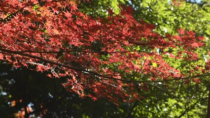 Wall Mural - autumn foliage of Japanese maple tree