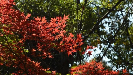 autumn foliage of japanese maple tree